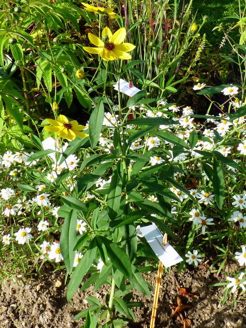 Coreopsis tripteris